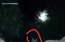 惊！百色境内出现老虎？官方回应