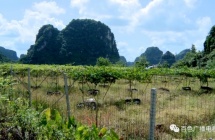 科技打造“智慧化小镇” 绘就乡村振兴新图景