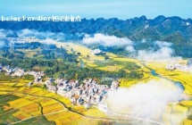 人民日报关注 | 靖西：丰收图景铺展大地