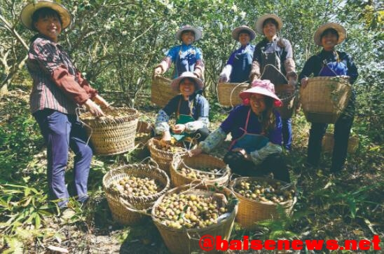 田东：  “一轴两翼”擘画乡村振兴美好蓝图 田东,一轴两翼,两翼,擘画,画乡