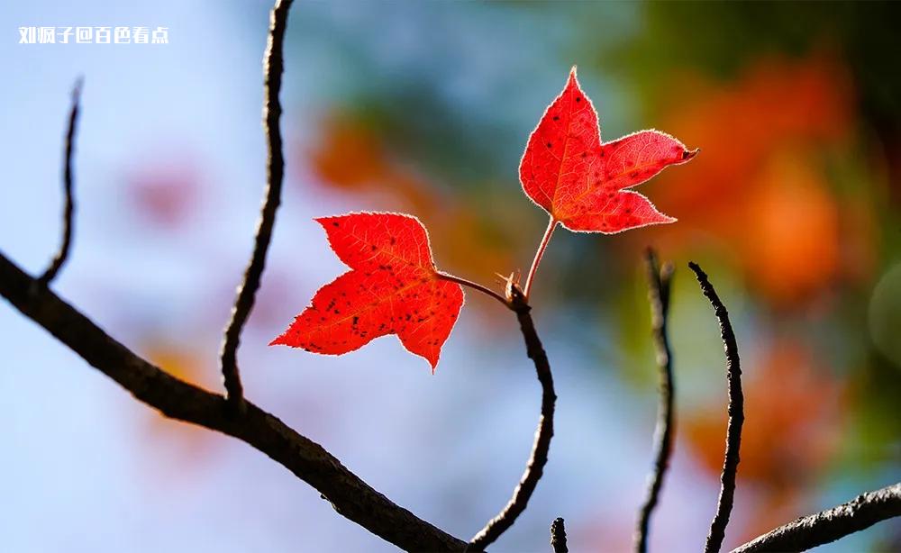 9a631017ace246a7891fc296e3232d57~tplv-obj_1000_614.webp.jpg