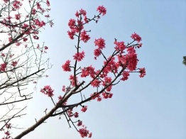 百色的樱花开啦！